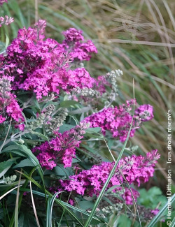 BUDDLEIA davidii TINY BUDDY HOT PINK® - Arbre aux papillons