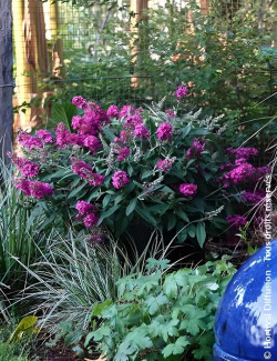 BUDDLEIA davidii TINY BUDDY HOT PINK® - Arbre aux papillons