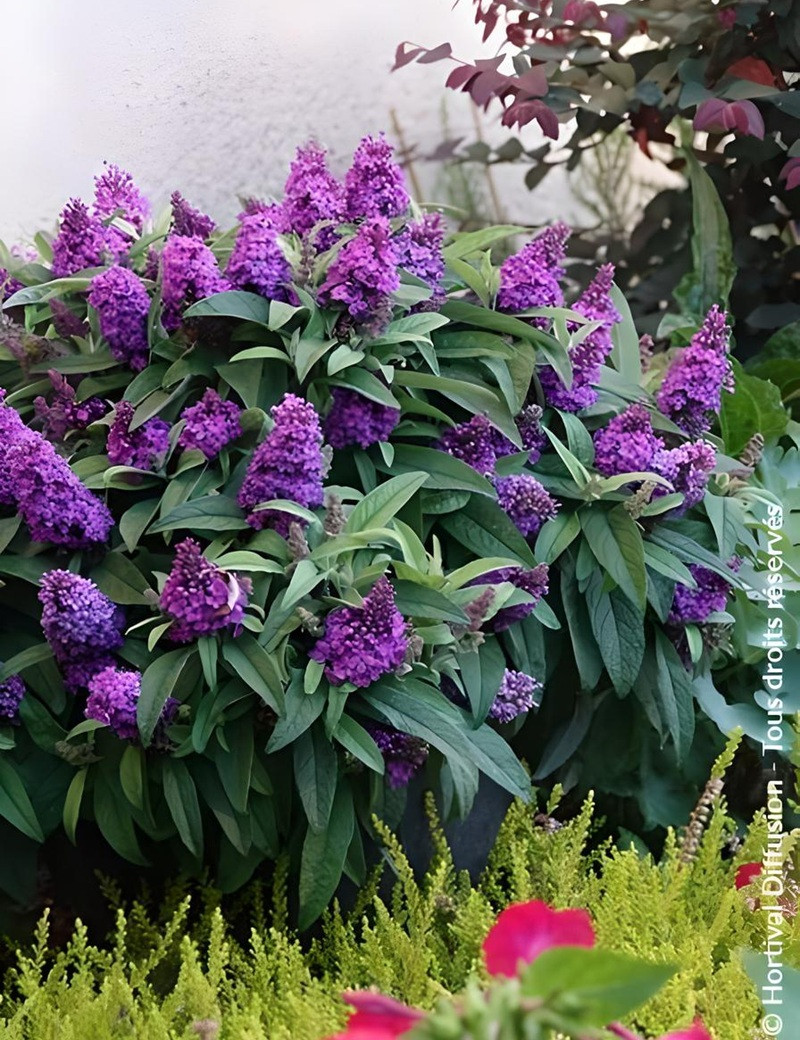 BUDDLEIA davidii TINY BUDDY VIOLET® - Arbre aux papillons