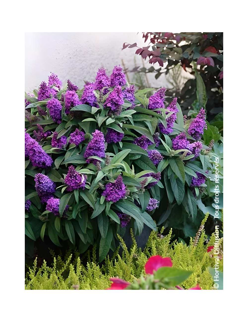 BUDDLEIA davidii TINY BUDDY VIOLET® - Arbre aux papillons