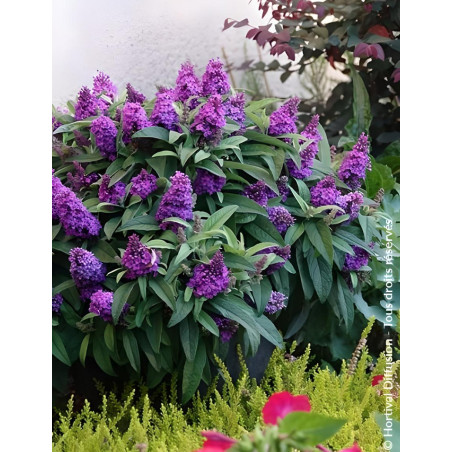 BUDDLEIA davidii TINY BUDDY VIOLET® - Arbre aux papillons