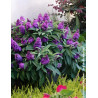 BUDDLEIA davidii TINY BUDDY VIOLET® - Arbre aux papillons