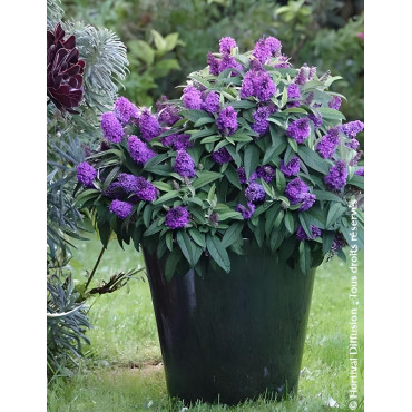 BUDDLEIA davidii TINY BUDDY VIOLET® - Arbre aux papillons