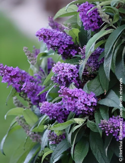 BUDDLEIA davidii TINY BUDDY VIOLET® - Arbre aux papillons