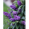 BUDDLEIA davidii TINY BUDDY VIOLET® - Arbre aux papillons