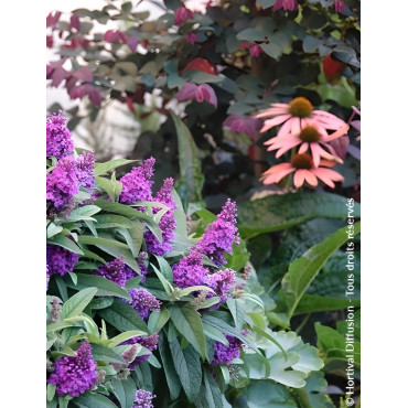 BUDDLEIA davidii TINY BUDDY VIOLET® - Arbre aux papillons