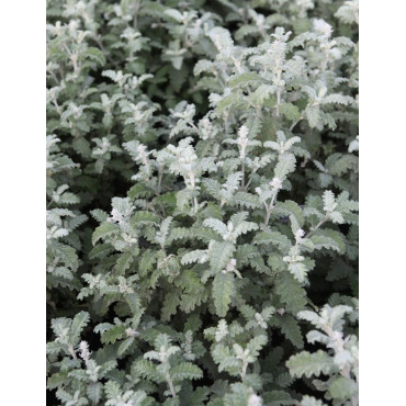 BUDDLEJA glomerata SILVER SRVICE - Arbre aux papillons