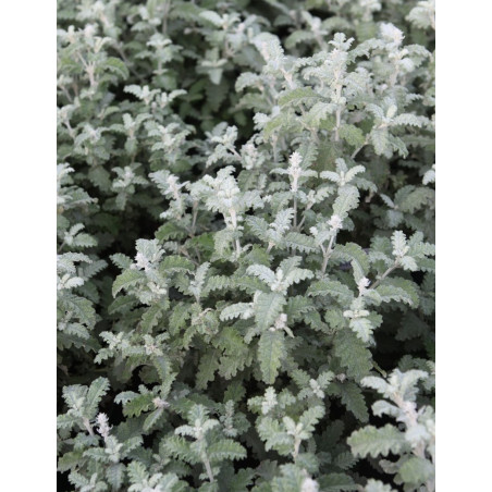 BUDDLEJA glomerata SILVER SRVICE - Arbre aux papillons