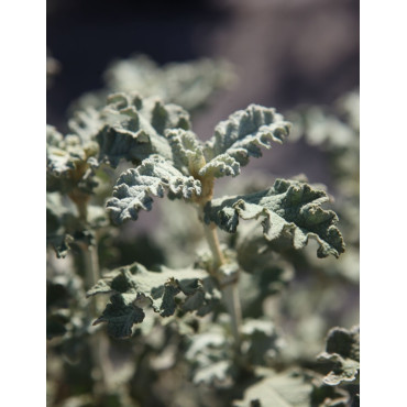BUDDLEJA glomerata SILVER SRVICE - Arbre aux papillons