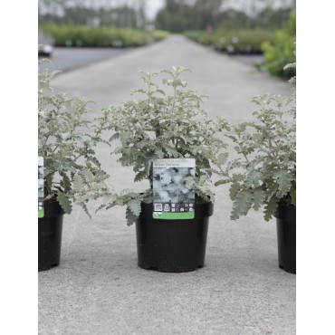 BUDDLEJA glomerata SILVER SRVICE - Arbre aux papillons En pot de 3-4 litres buisson hauteur 030-040 cm