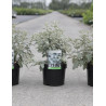 BUDDLEJA glomerata SILVER SRVICE - Arbre aux papillons En pot de 3-4 litres buisson hauteur 030-040 cm
