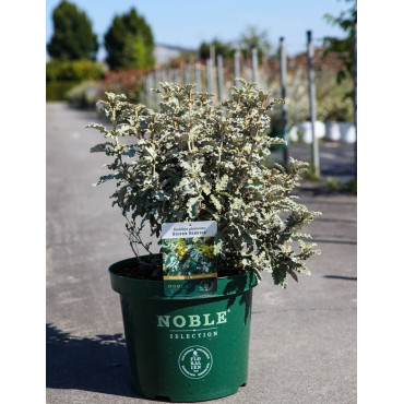 BUDDLEJA glomerata SILVER SRVICE - Arbre aux papillons En pot de 10-12 litres buisson hauteur 040-060 cm