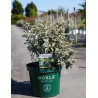 BUDDLEJA glomerata SILVER SRVICE - Arbre aux papillons En pot de 10-12 litres buisson hauteur 040-060 cm