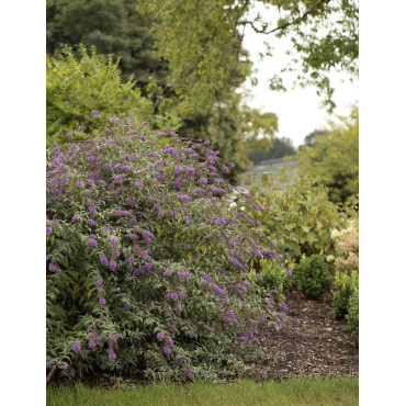 BUDDLEIA ARGUS VELVET®- Arbre aux papillons