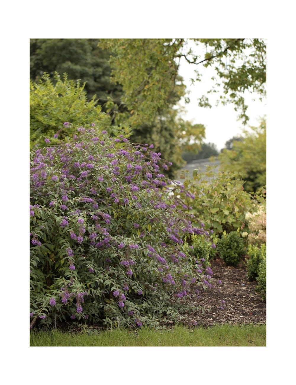 BUDDLEIA ARGUS VELVET®- Arbre aux papillons