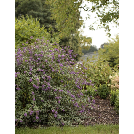BUDDLEIA ARGUS VELVET®- Arbre aux papillons
