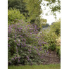 BUDDLEIA ARGUS VELVET®- Arbre aux papillons