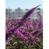 BUDDLEIA ARGUS VELVET®- Arbre aux papillons