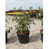 BUDDLEIA ARGUS VELVET®- Arbre aux papillons En pot de 3-4 litres buisson hauteur 040-060 cm