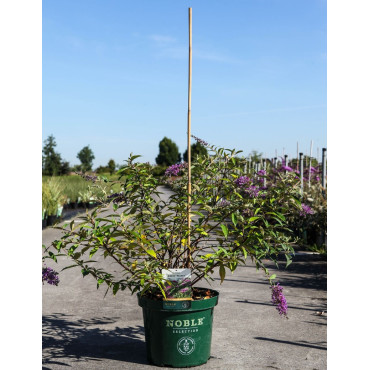 BUDDLEIA ARGUS VELVET®- Arbre aux papillons En pot de 10-12 litres buisson hauteur 060-080 cm