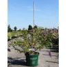 BUDDLEIA ARGUS VELVET®- Arbre aux papillons En pot de 10-12 litres buisson hauteur 060-080 cm