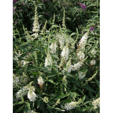 BUDDLEIA ARGUS WHITE®- Arbre aux papillons