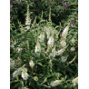 BUDDLEIA ARGUS WHITE®- Arbre aux papillons
