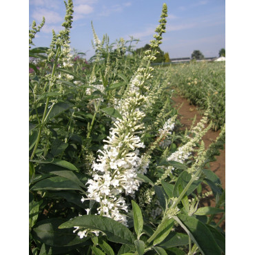 BUDDLEIA ARGUS WHITE®- Arbre aux papillons
