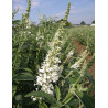 BUDDLEIA ARGUS WHITE®- Arbre aux papillons