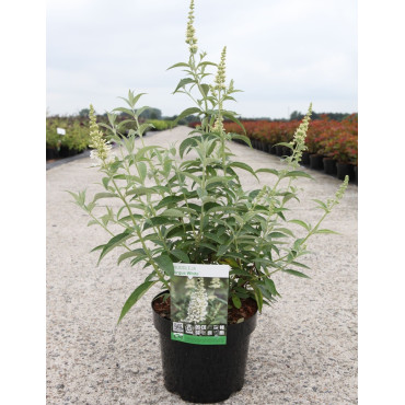 BUDDLEIA ARGUS WHITE®- Arbre aux papillons En pot de 3-4 litres buisson hauteur 040-060 cm