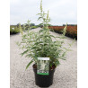 BUDDLEIA ARGUS WHITE®- Arbre aux papillons En pot de 3-4 litres buisson hauteur 040-060 cm