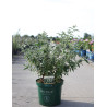 BUDDLEIA ARGUS WHITE®- Arbre aux papillons En pot de 10-12 litres buisson hauteur 060-080 cm