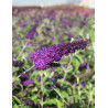 BUDDLEIA davidii GROOVY GRAPE® - Arbre aux papillons