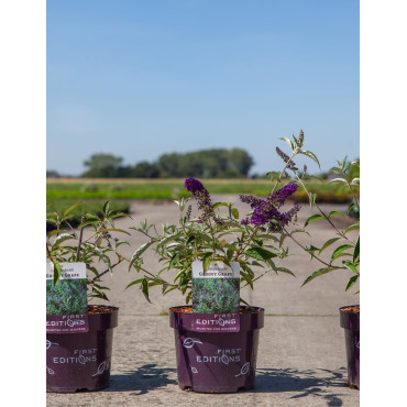 BUDDLEIA davidii GROOVY GRAPE® - Arbre aux papillons