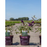 BUDDLEIA davidii GROOVY GRAPE® - Arbre aux papillons