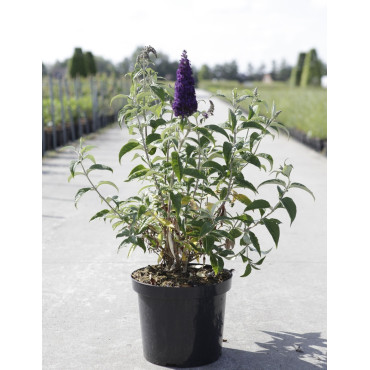 BUDDLEIA davidii GROOVY GRAPE® - Arbre aux papillons En pot de 10-12 litres buisson hauteur 060-080 cm