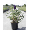 BUDDLEIA davidii GROOVY GRAPE® - Arbre aux papillons En pot de 10-12 litres buisson hauteur 060-080 cm