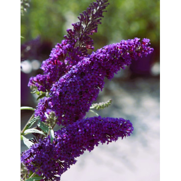 BUDDLEIA davidii PSYCHEDELIC SKY® - Arbre aux papillons