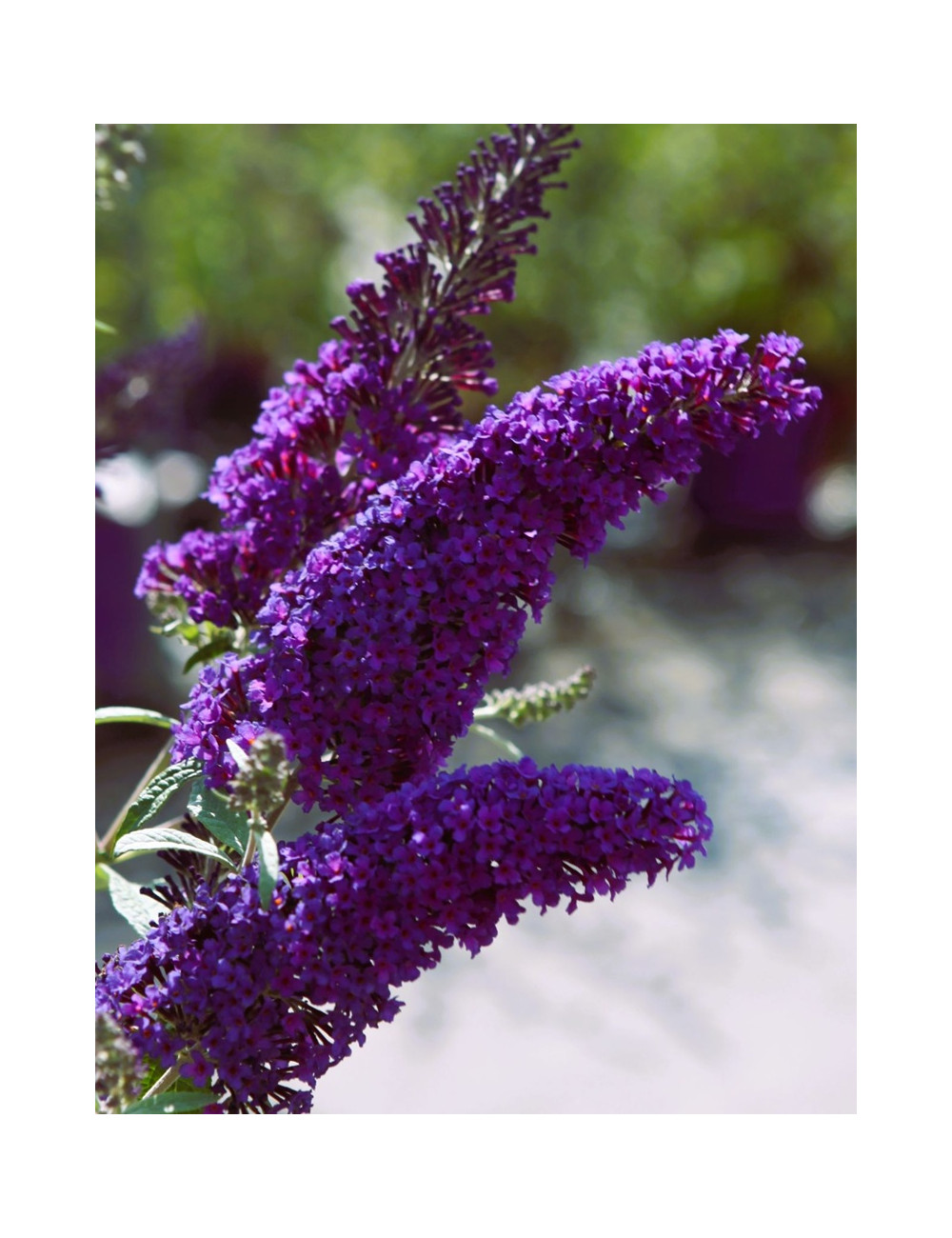 BUDDLEIA davidii PSYCHEDELIC SKY® - Arbre aux papillons