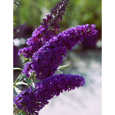 BUDDLEIA davidii PSYCHEDELIC SKY® - Arbre aux papillons