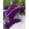 BUDDLEIA davidii PSYCHEDELIC SKY® - Arbre aux papillons