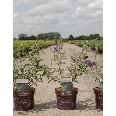 BUDDLEIA davidii PSYCHEDELIC SKY® - Arbre aux papillons En pot de 3-4 litres buisson hauteur 030-040 cm