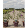 BUDDLEIA davidii PSYCHEDELIC SKY® - Arbre aux papillons En pot de 3-4 litres buisson hauteur 030-040 cm
