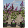 BUDDLEIA davidii PEACOCK - Arbre aux papillons En pot de 3-4 litres buisson hauteur 030-040 cm
