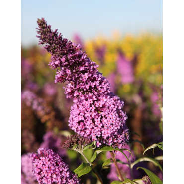 BUDDLEIA davidii PEACOCK - Arbre aux papillons