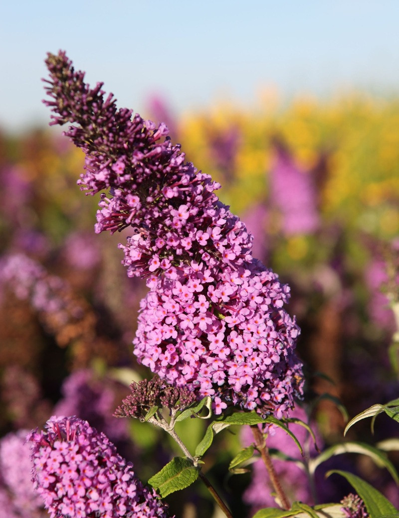 BUDDLEIA davidii PEACOCK - Arbre aux papillons