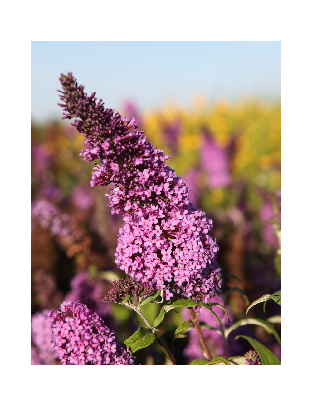 BUDDLEIA davidii PEACOCK - Arbre aux papillons
