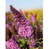 BUDDLEIA davidii PEACOCK - Arbre aux papillons