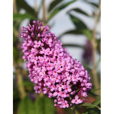 BUDDLEIA davidii PEACOCK - Arbre aux papillons