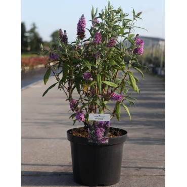 BUDDLEIA davidii PEACOCK - Arbre aux papillons En pot de 10-12 litres buisson hauteur 060-080 cm
